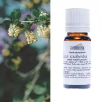 litsea-cubeba