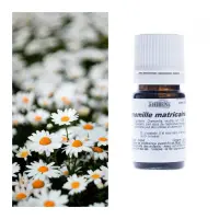 camomille-matricaire