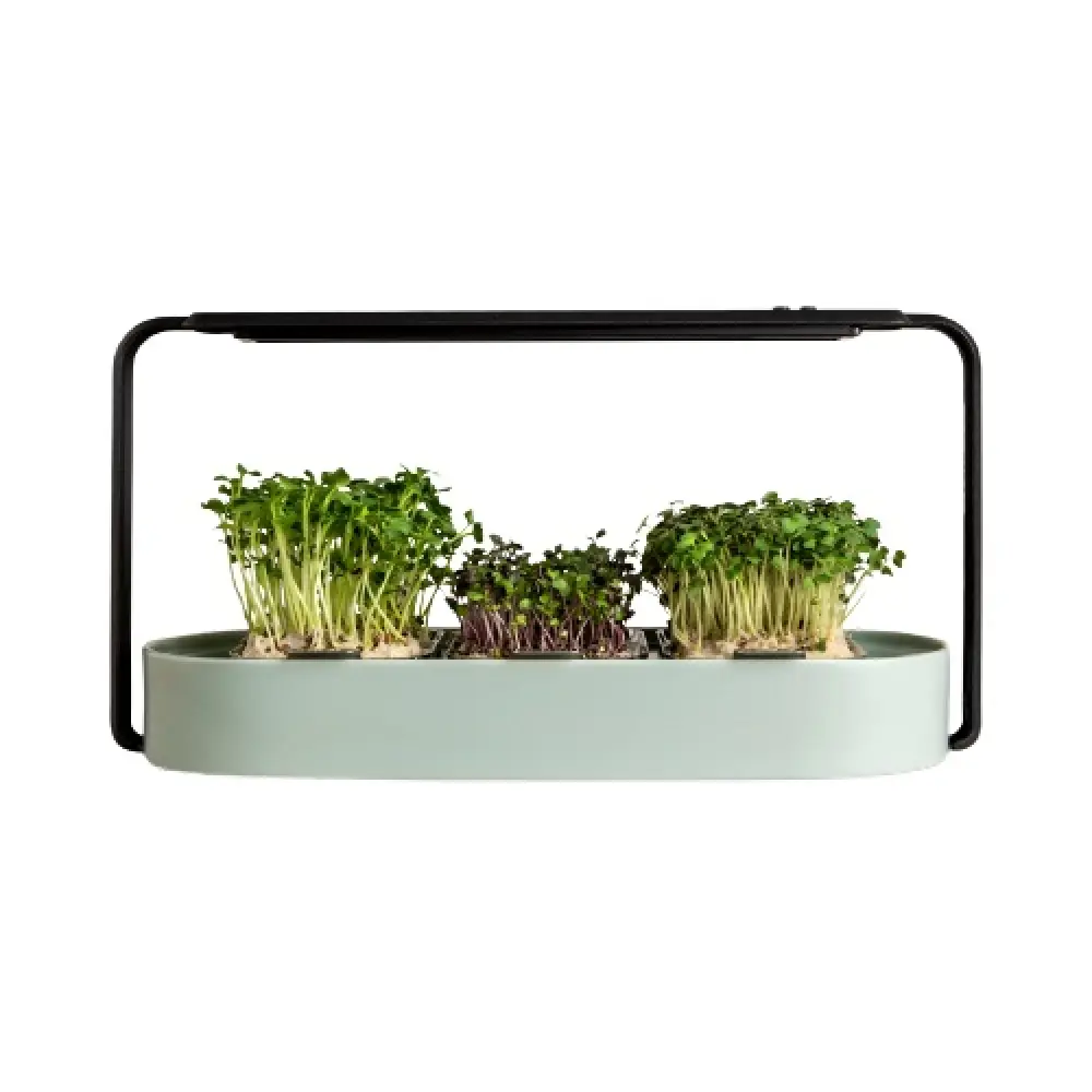 mintlarge_2x_1_d5ff5b8a-fdf5-4c58-9b0e-c715bea1873a-removebg-preview (1)