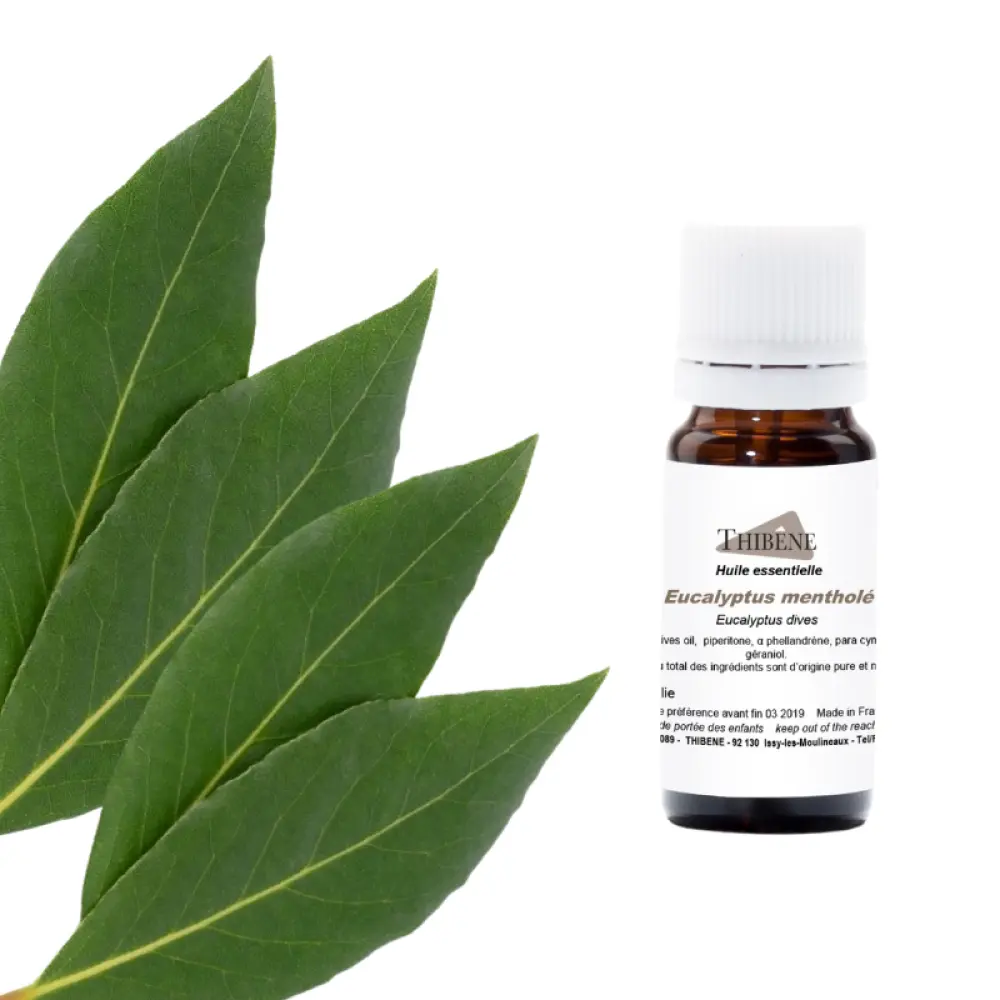 eucalyptus-dives-eucalyptus-menthole