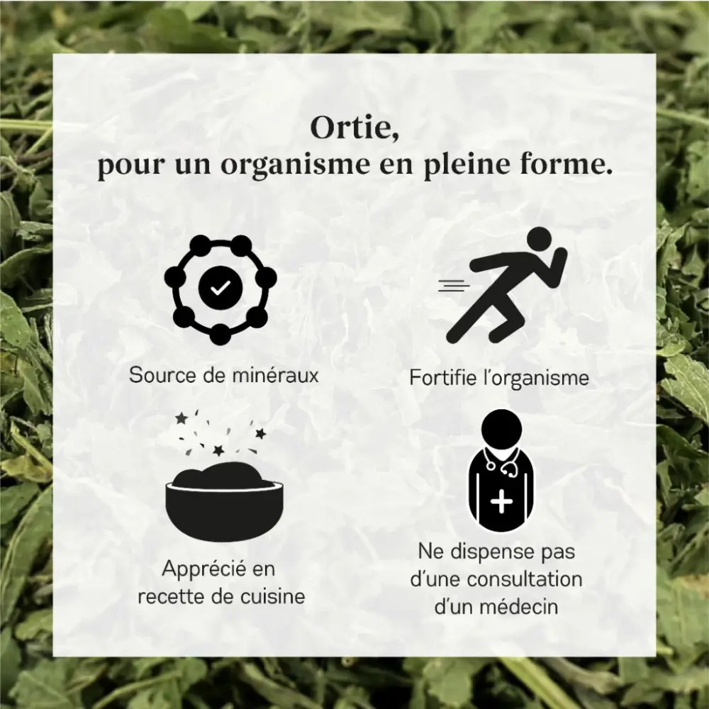 Ortie_3