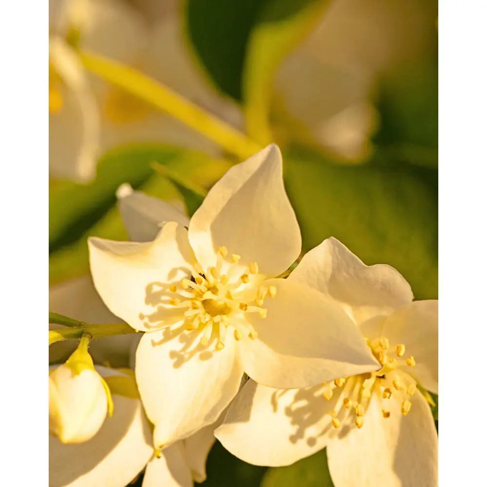 Sapone cremoso idratante aloe vera & gelsomino Sapone cremoso idratante aloe vera & gelsomino