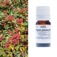 lentisque-pistachier