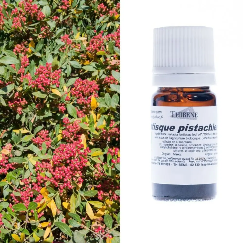 lentisque-pistachier