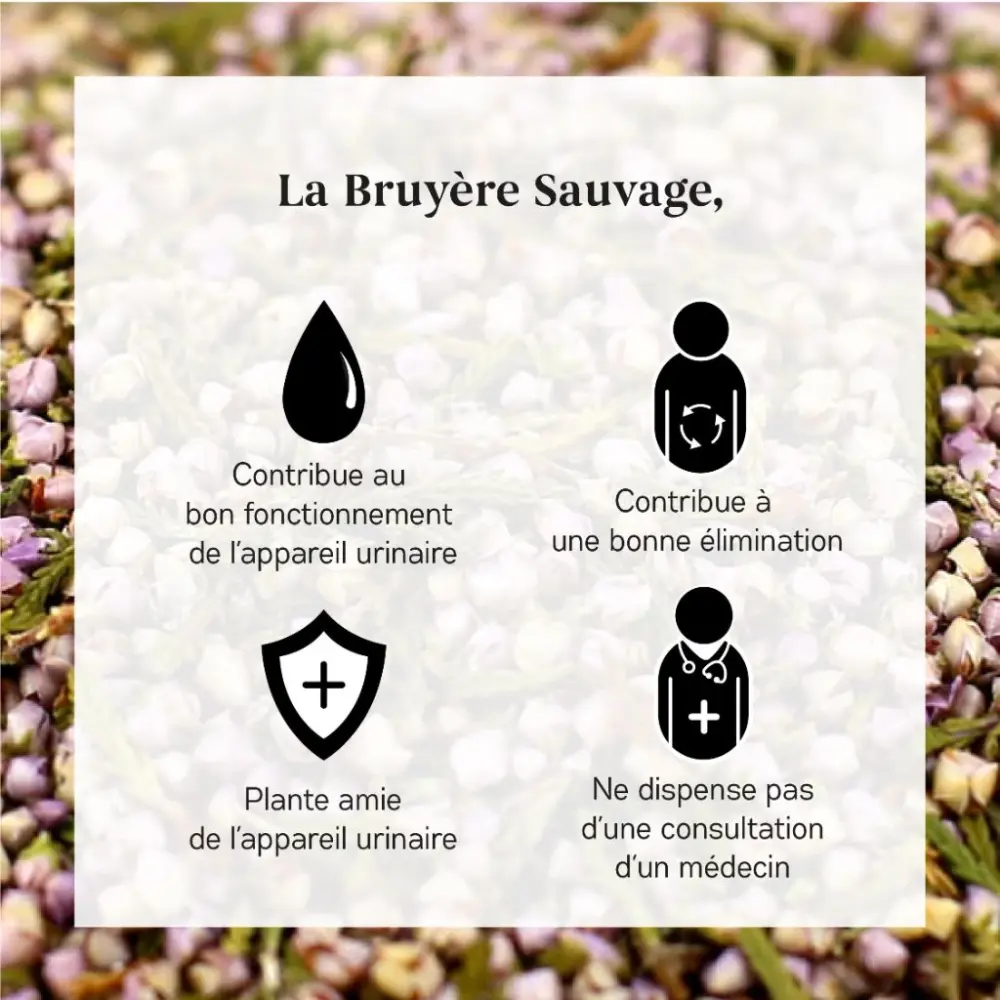 Bruyère_3