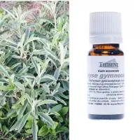 helichryse-gymnocephale