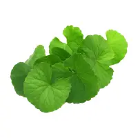 Brahmi