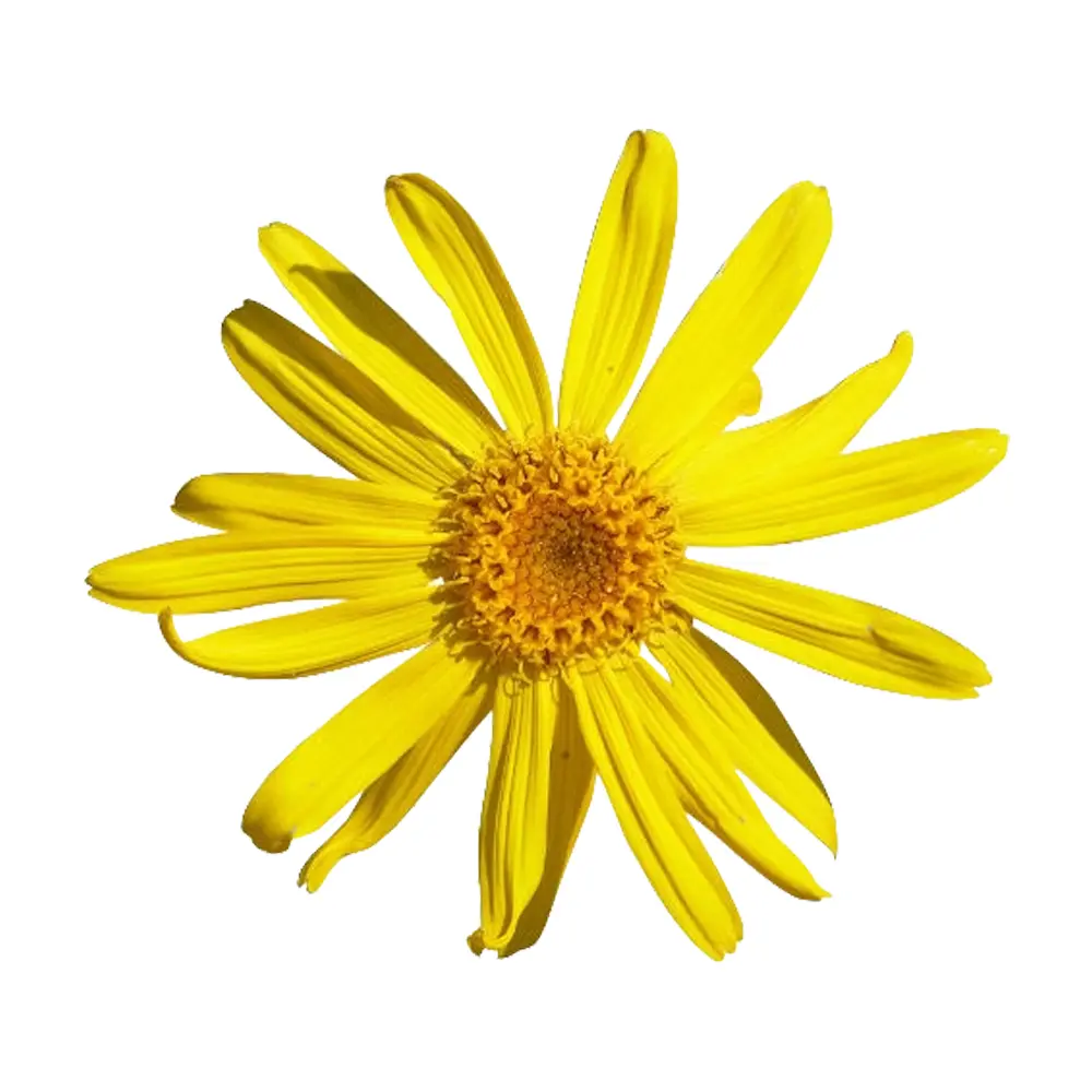 Arnica
