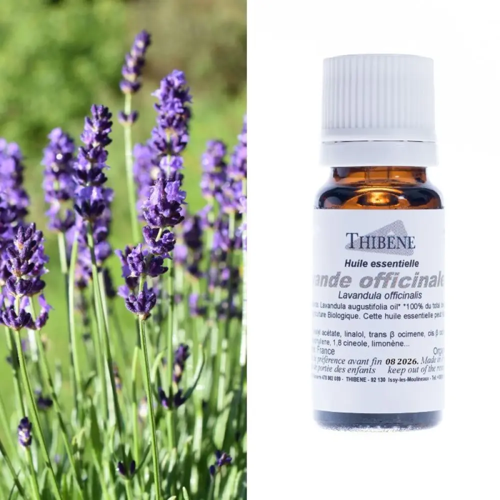 lavande-officinale