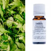 coriandre