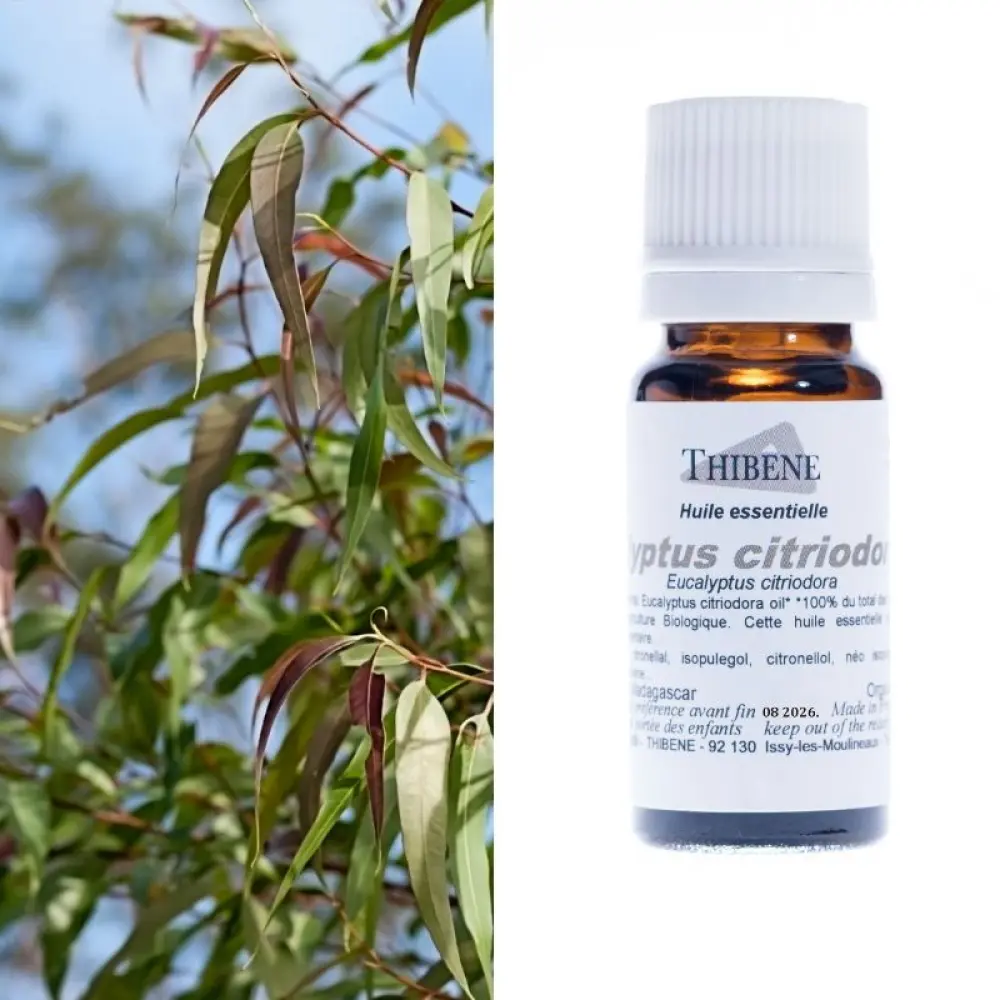 eucalyptus-citriodora