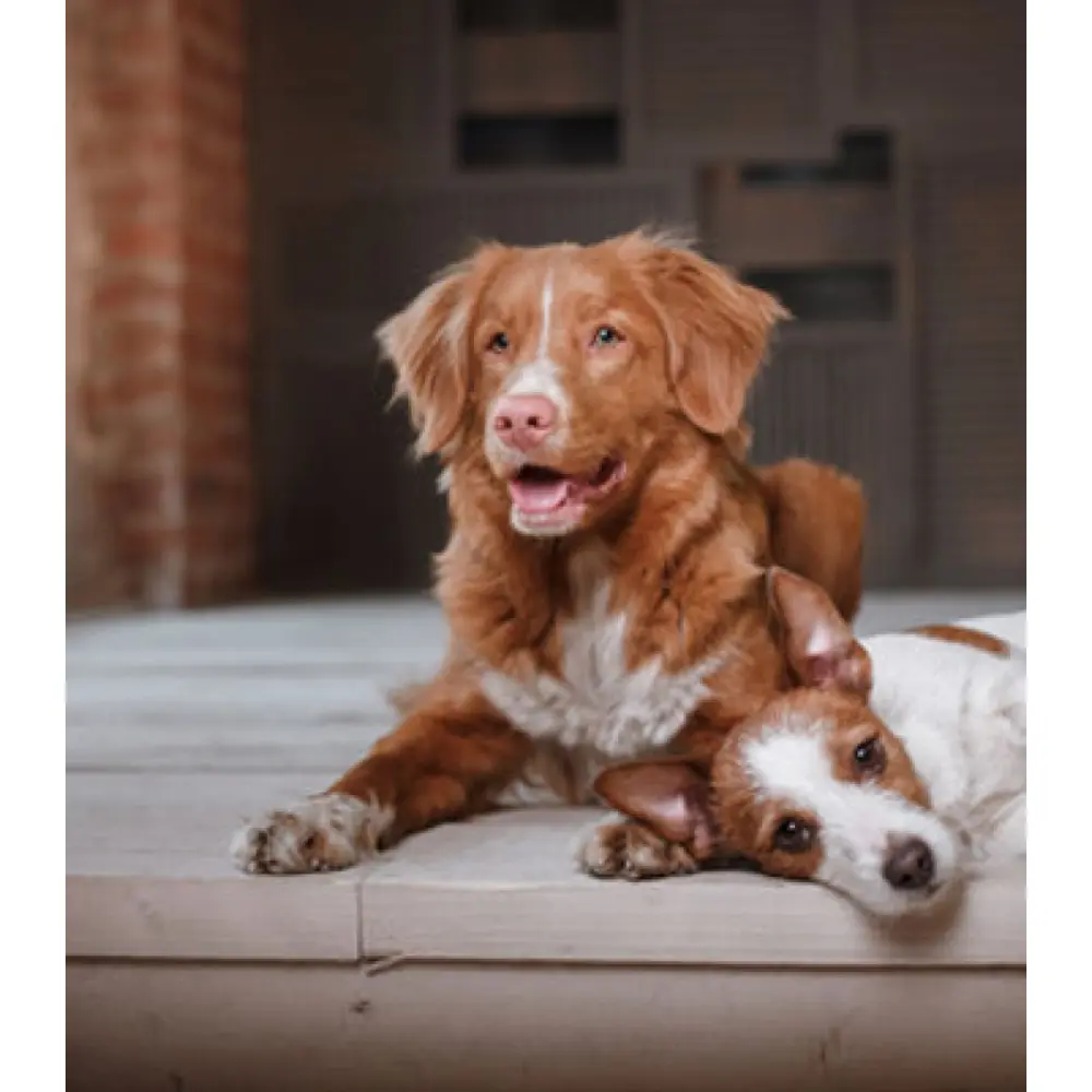 a46a52_e70c4744b9904100945f4828cd809c22~mv2