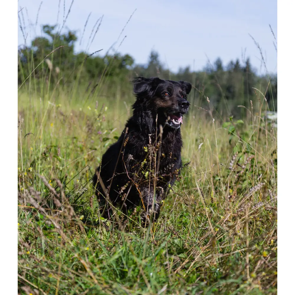 84b70a_e13c4a81d50c43aa85ac88f0477d28c3~mv2_d_3413_5119_s_4_2