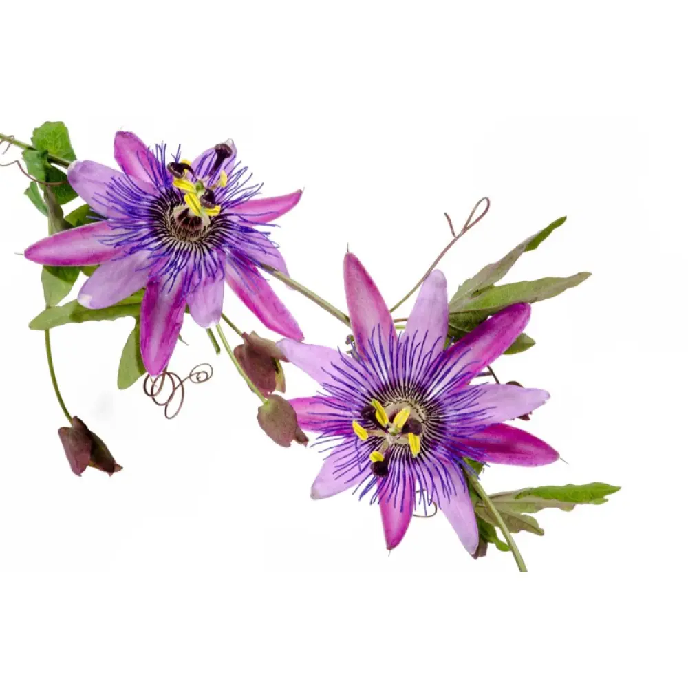 passiflore-bio-40-gelules