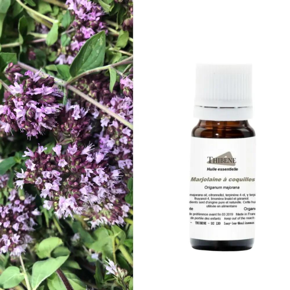 marjolaine-coquilles