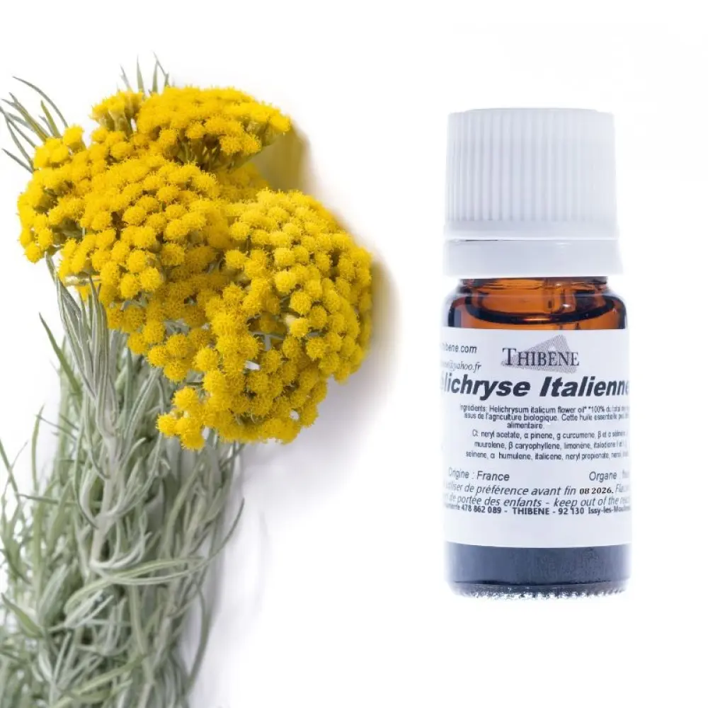 helichryse-italienne