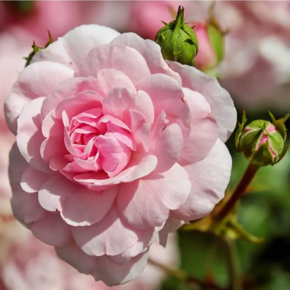 rose_900x900_72424efc-c596-4e5f-85f8-dfe4c8ced204