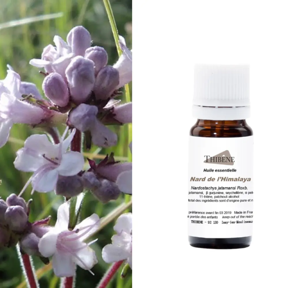 nard-himalaya