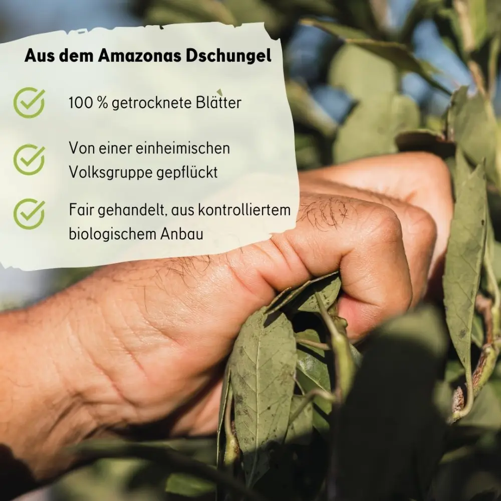 guayusa-chai-tee-wurzige-energie-aus-der-natur-469362