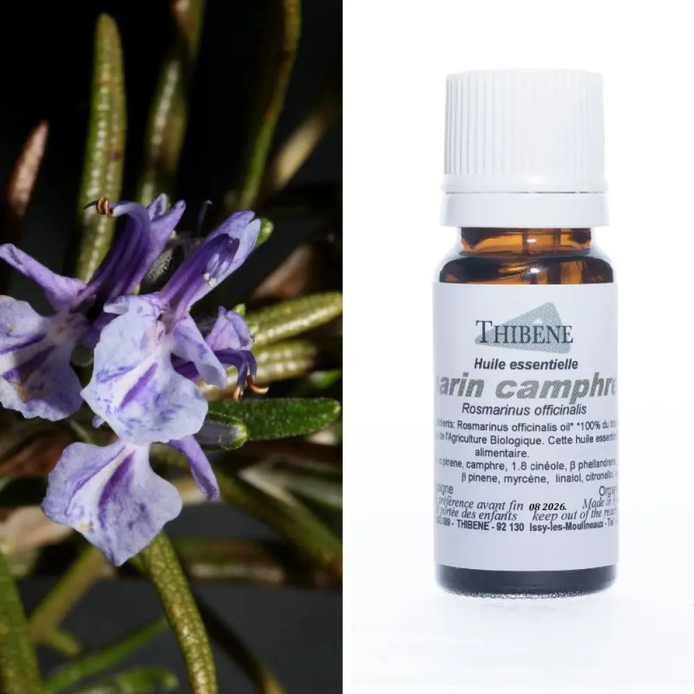 romarin-camphre