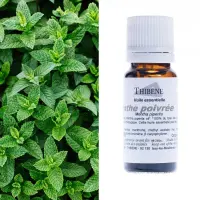 menthe-poivree