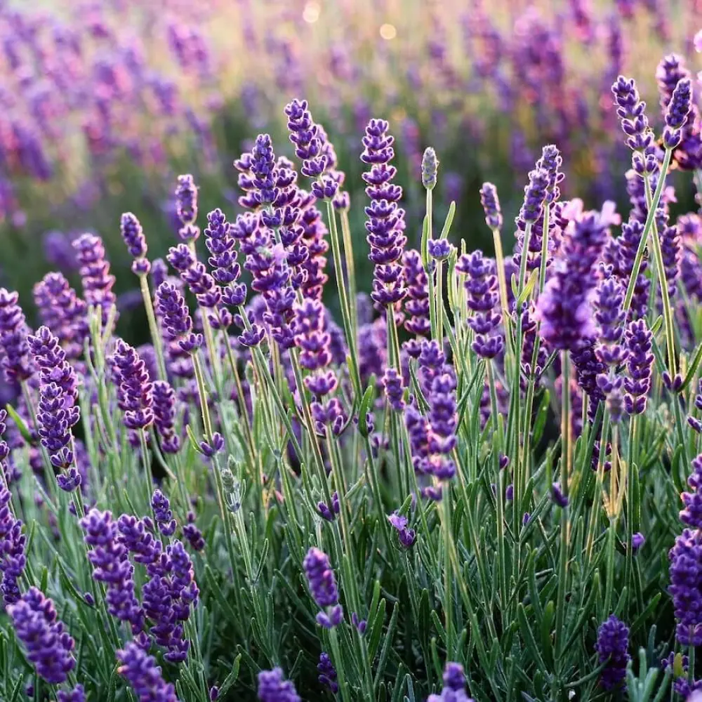 lavendel_900x900_a38b2673-c5aa-47e5-95cb-77f134af1f09