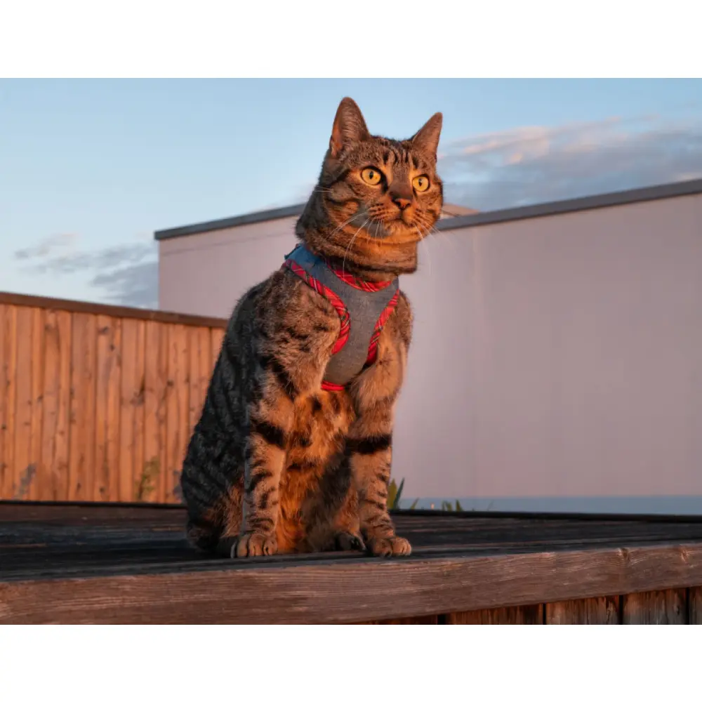 Harness Geschirr für Hund, Katze Kaninchen blau Karo Größe L Harness Geschirr für Hund, Katze Kaninchen blau Karo Größe L