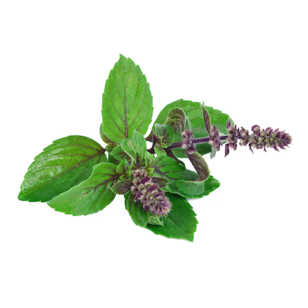 Tulsi (Basilic sacré)