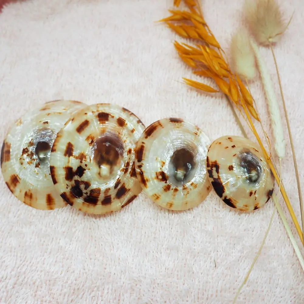 Coquillage-dallaitement-maman-Babig-4