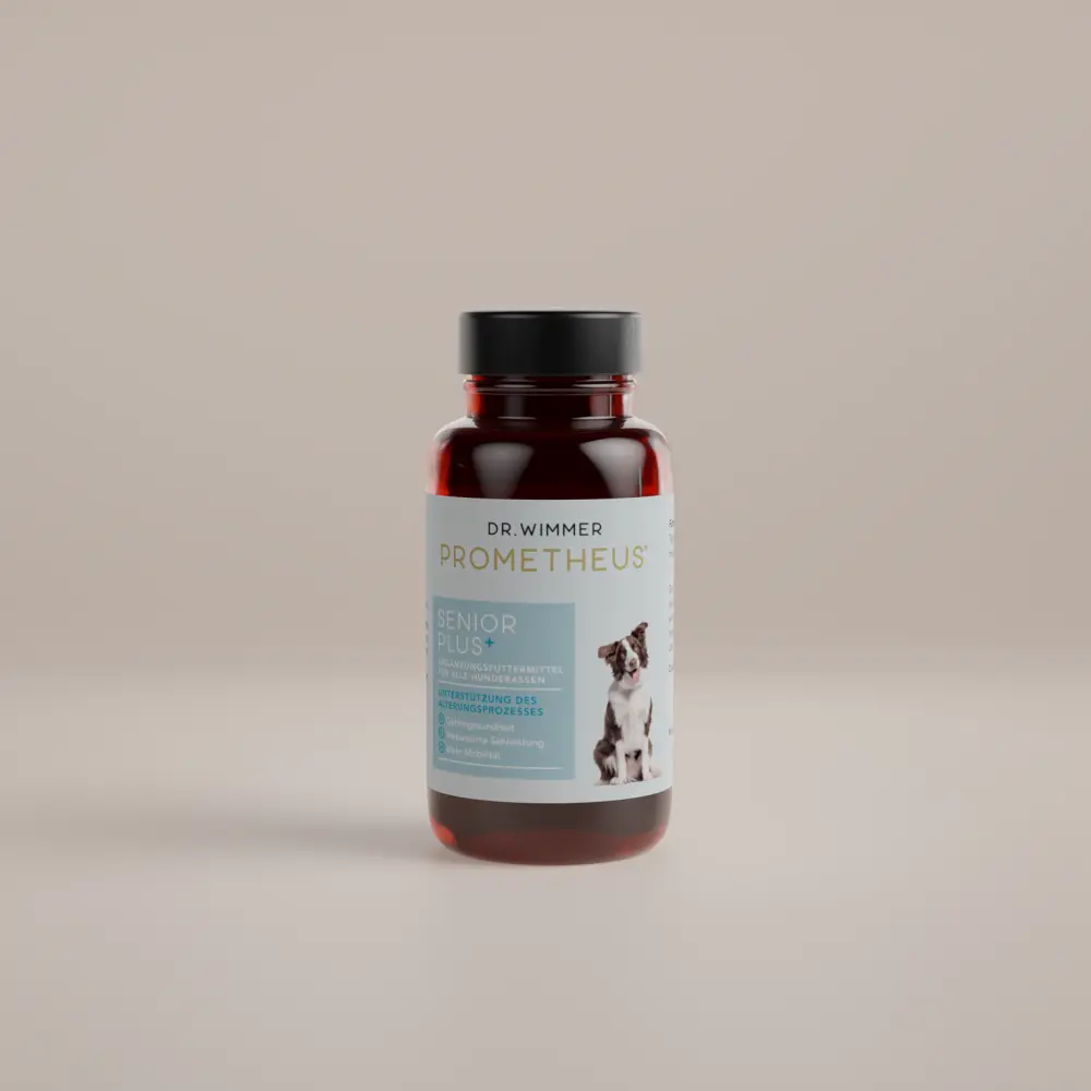 SeniorPlus_0000_d168b78e-5fa5-48ea-8b86-82f8bfcf35f9