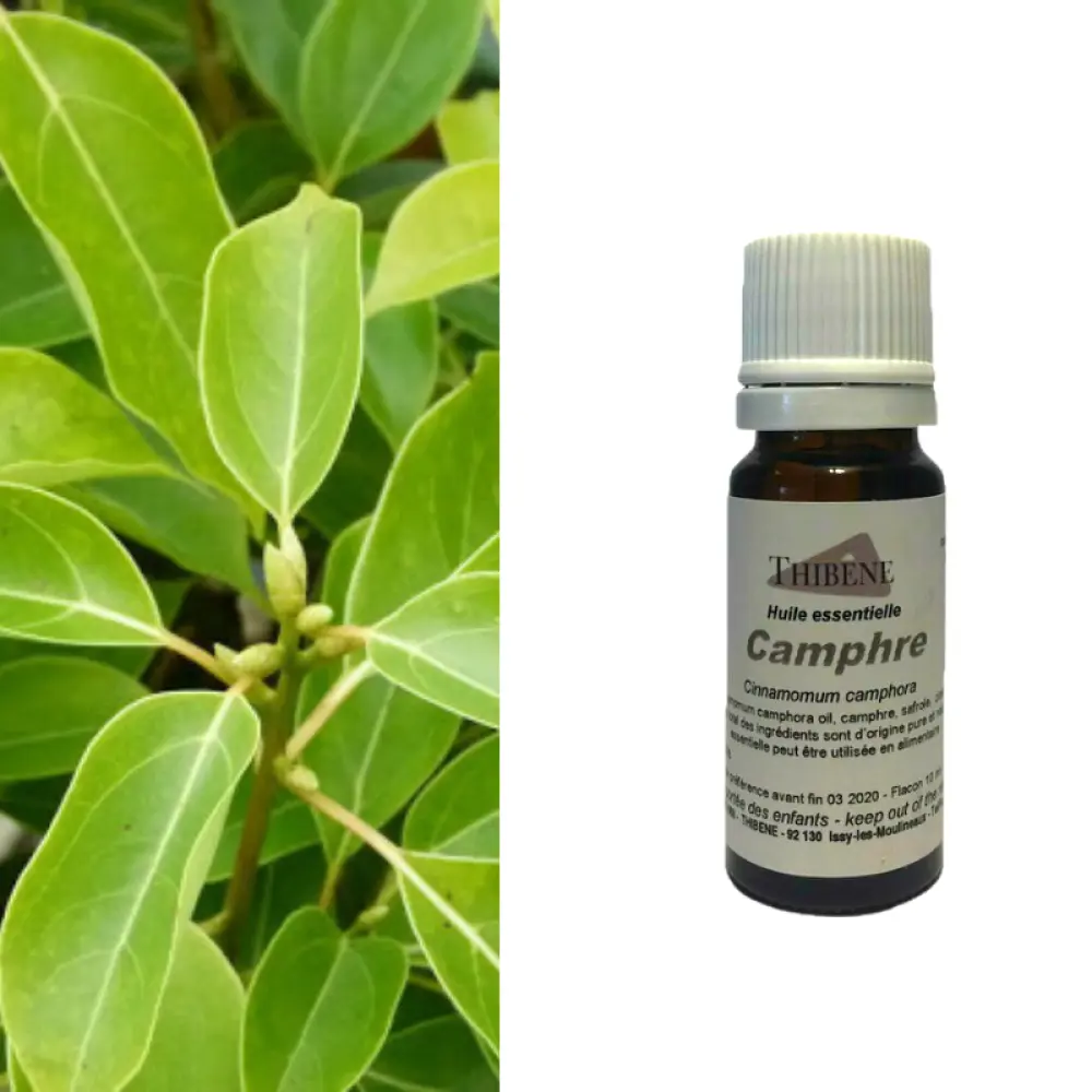 camphre