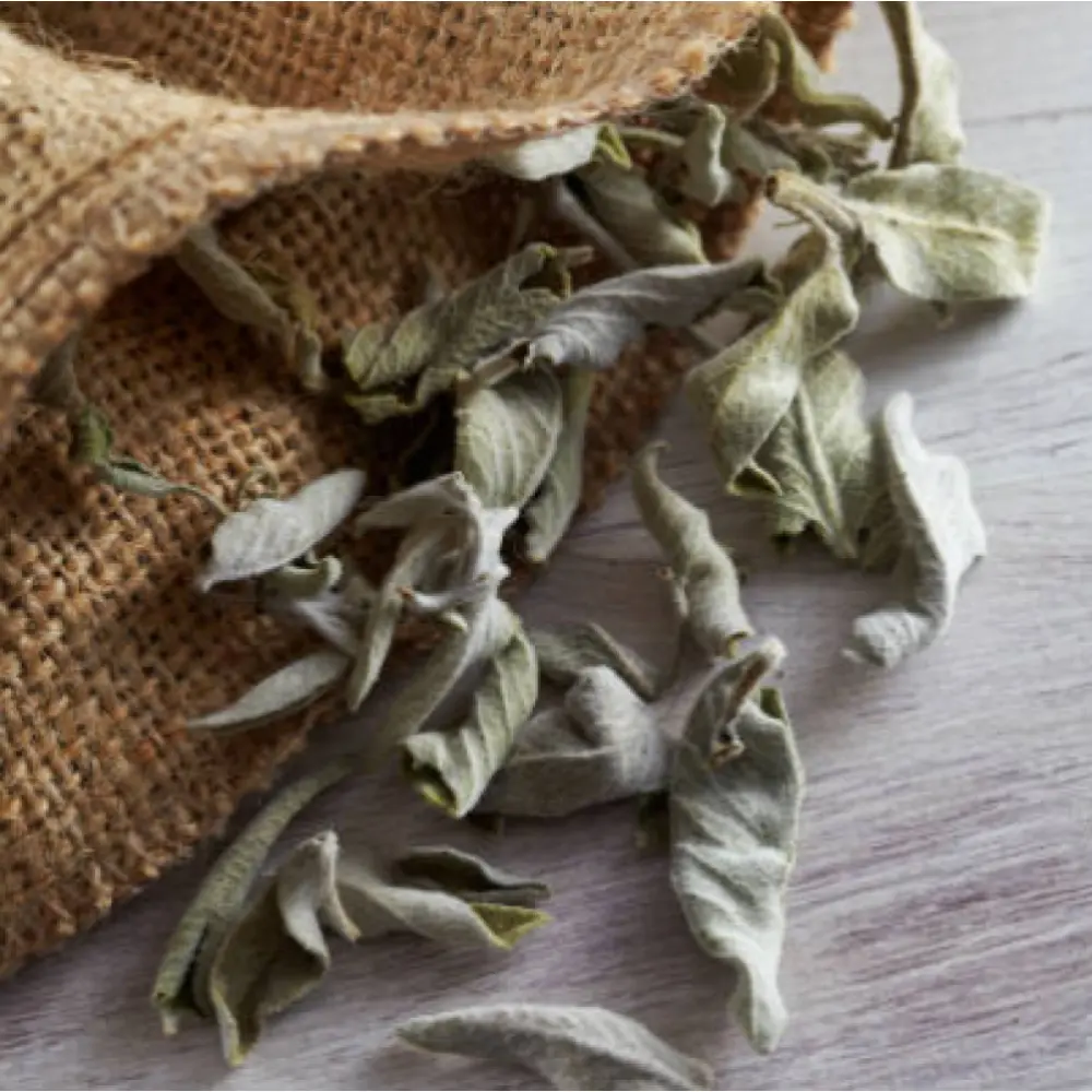 sauge-blanche-de-californie-utilisee-dans-les-baton-pour-zero