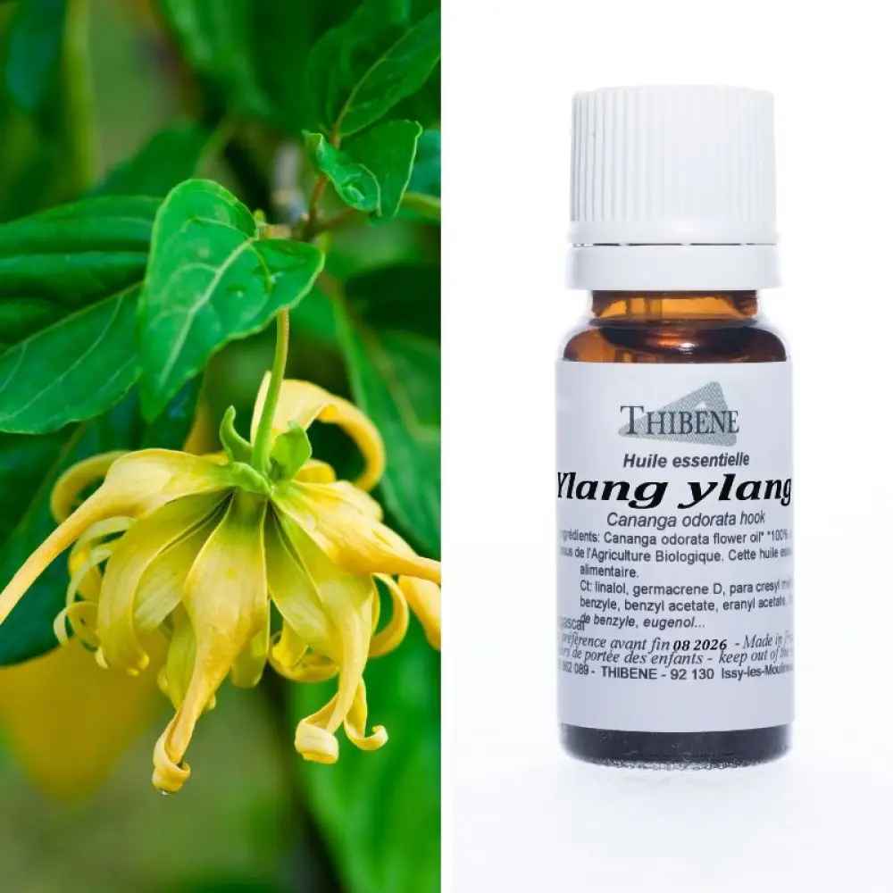ylang-ylang-extra