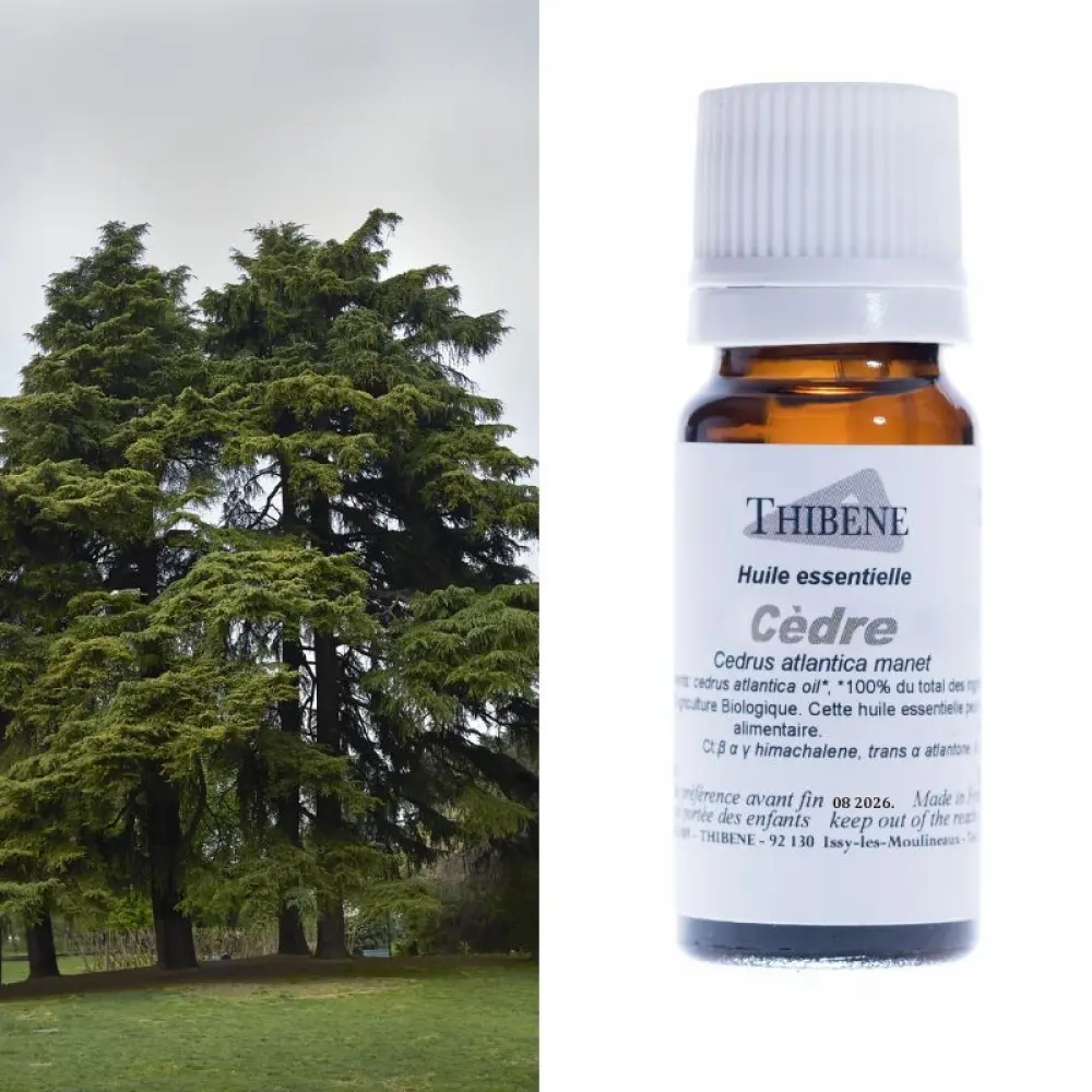 cedre