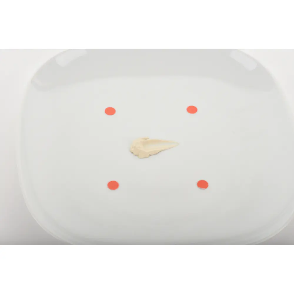 DSC_5373-3700937100206-UNKNOWN