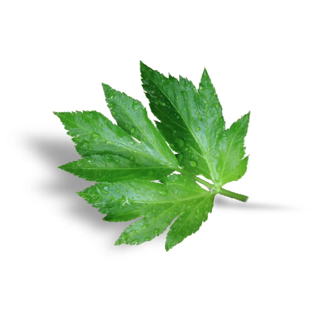 bb4cc5_b036a49a967d4891b6684533b05aae03~mv2