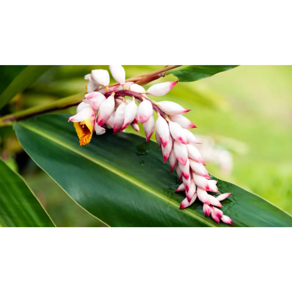 bb4cc5_47e998655a584105ae323f542842bb89~mv2