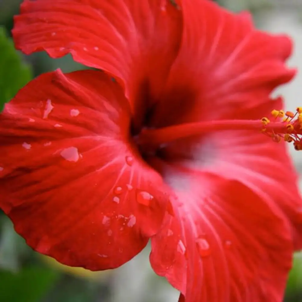 Huile-dHibiscus-Bio-2-570x570