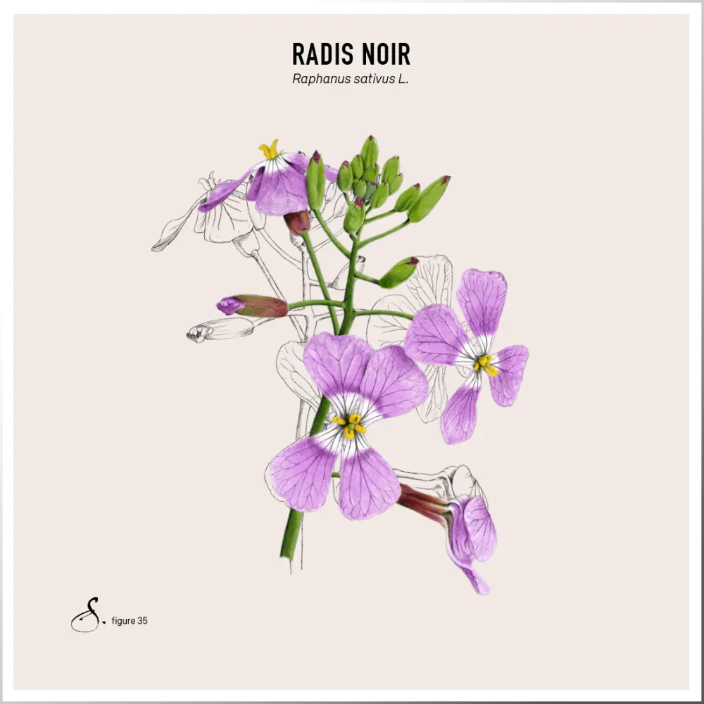 RadisNoir_Gingembre_tableau