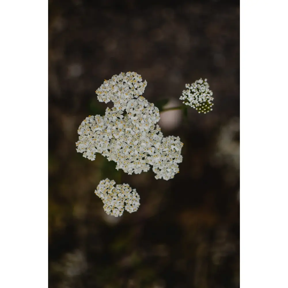 pexels-eva-bronzini-6419921