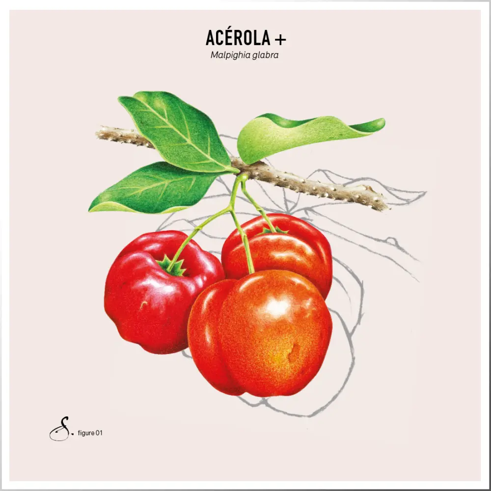 Acérola+_tableau