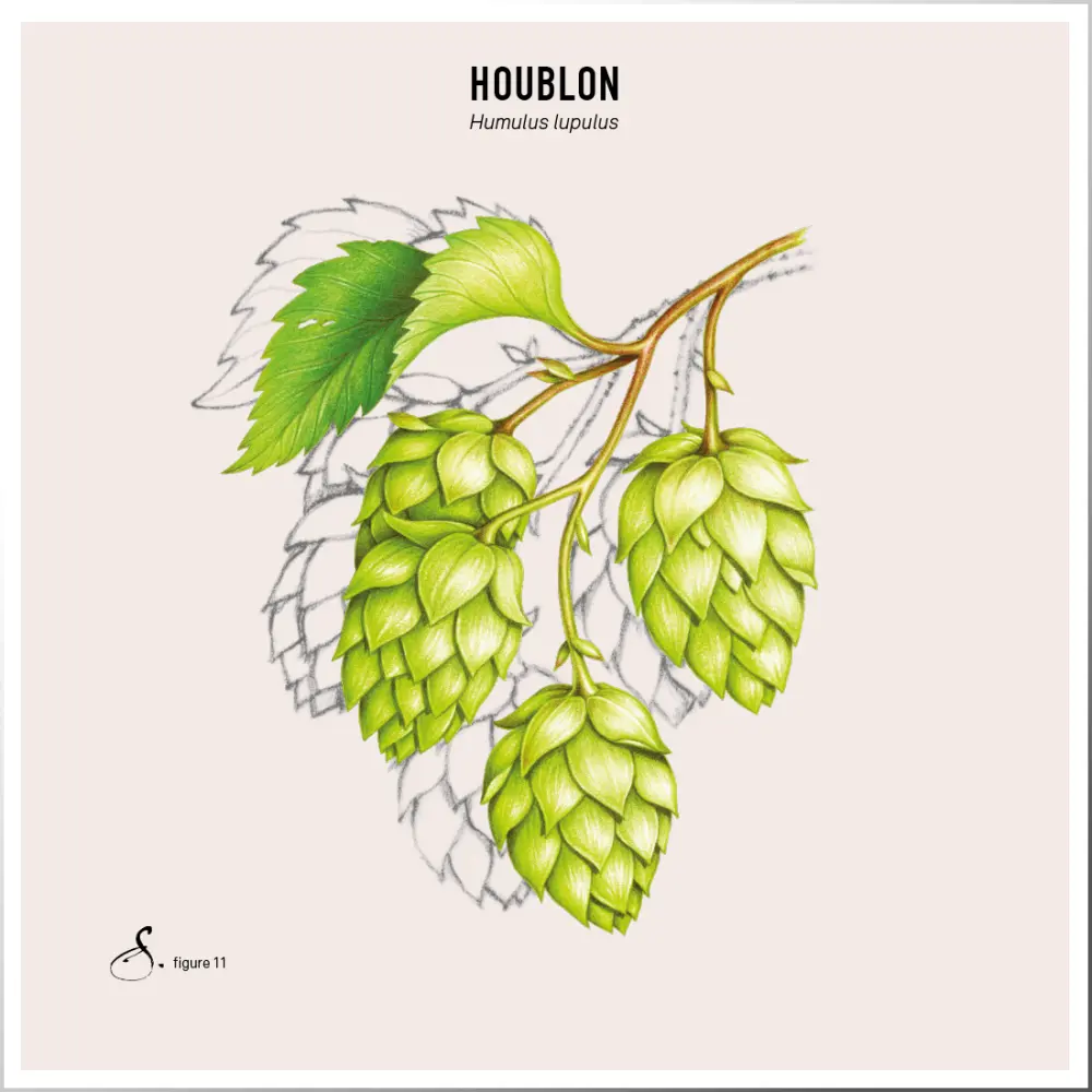 Houblon_tableau
