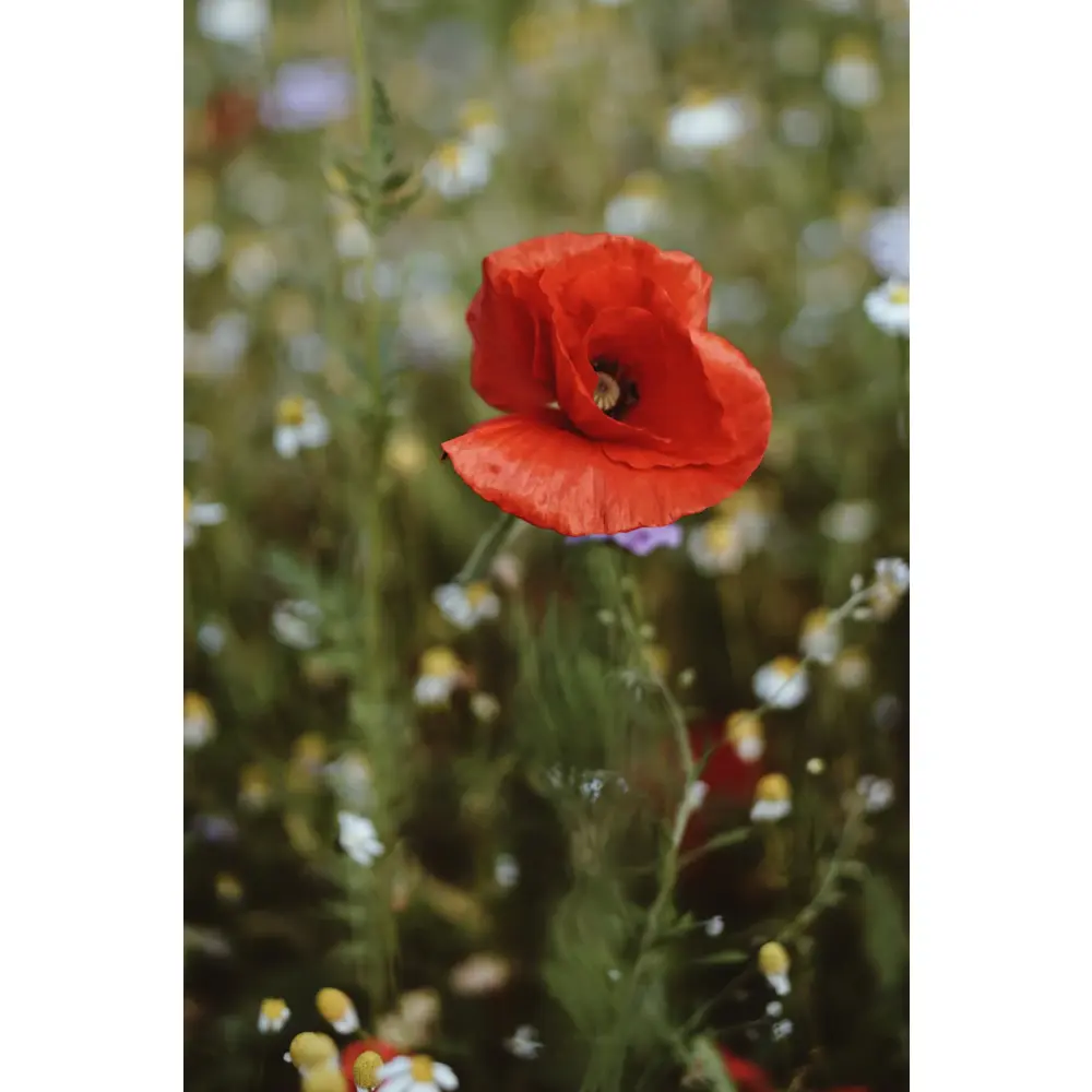 coquelicot