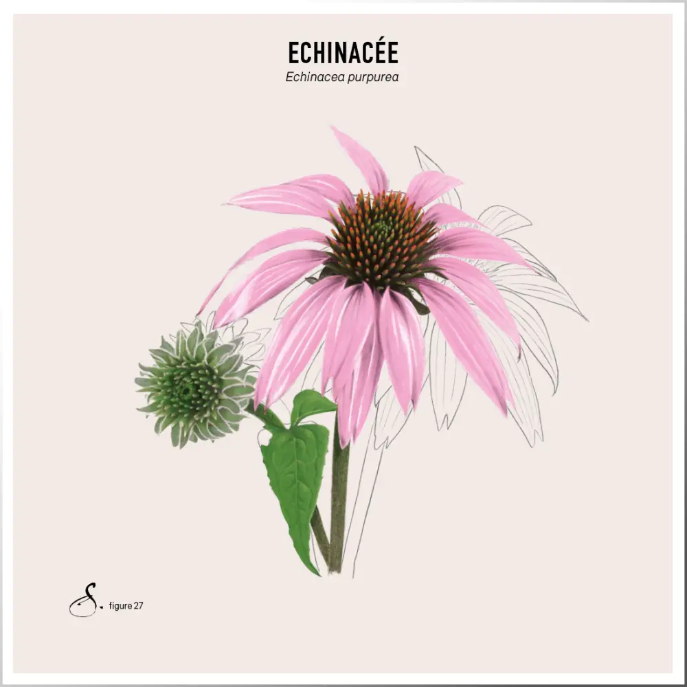 Echinacée_tableau