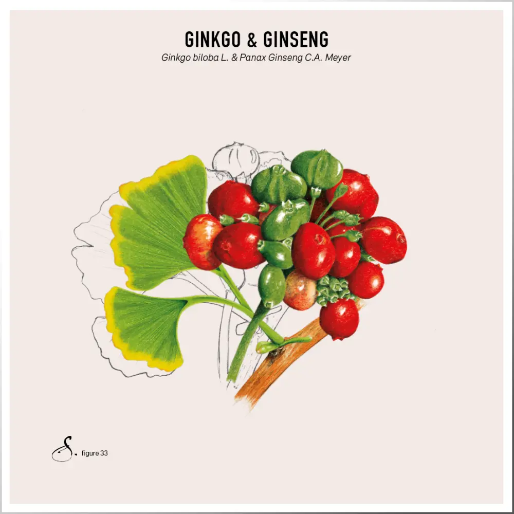 Ginkgo&Ginseng_tableau