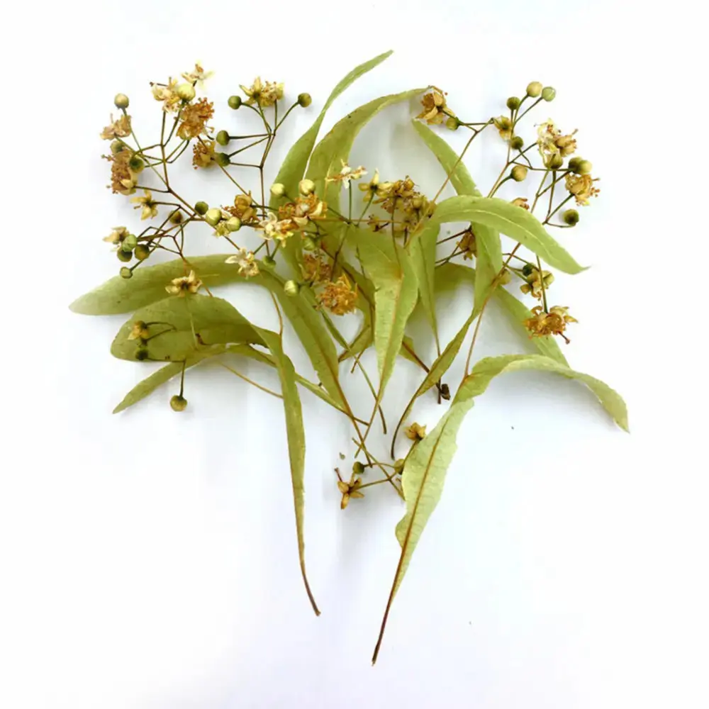 tisane-tilleul-infusion-bio