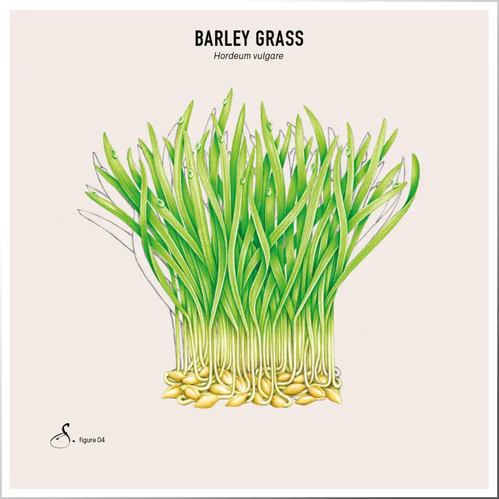 Barley_Grass_tableau
