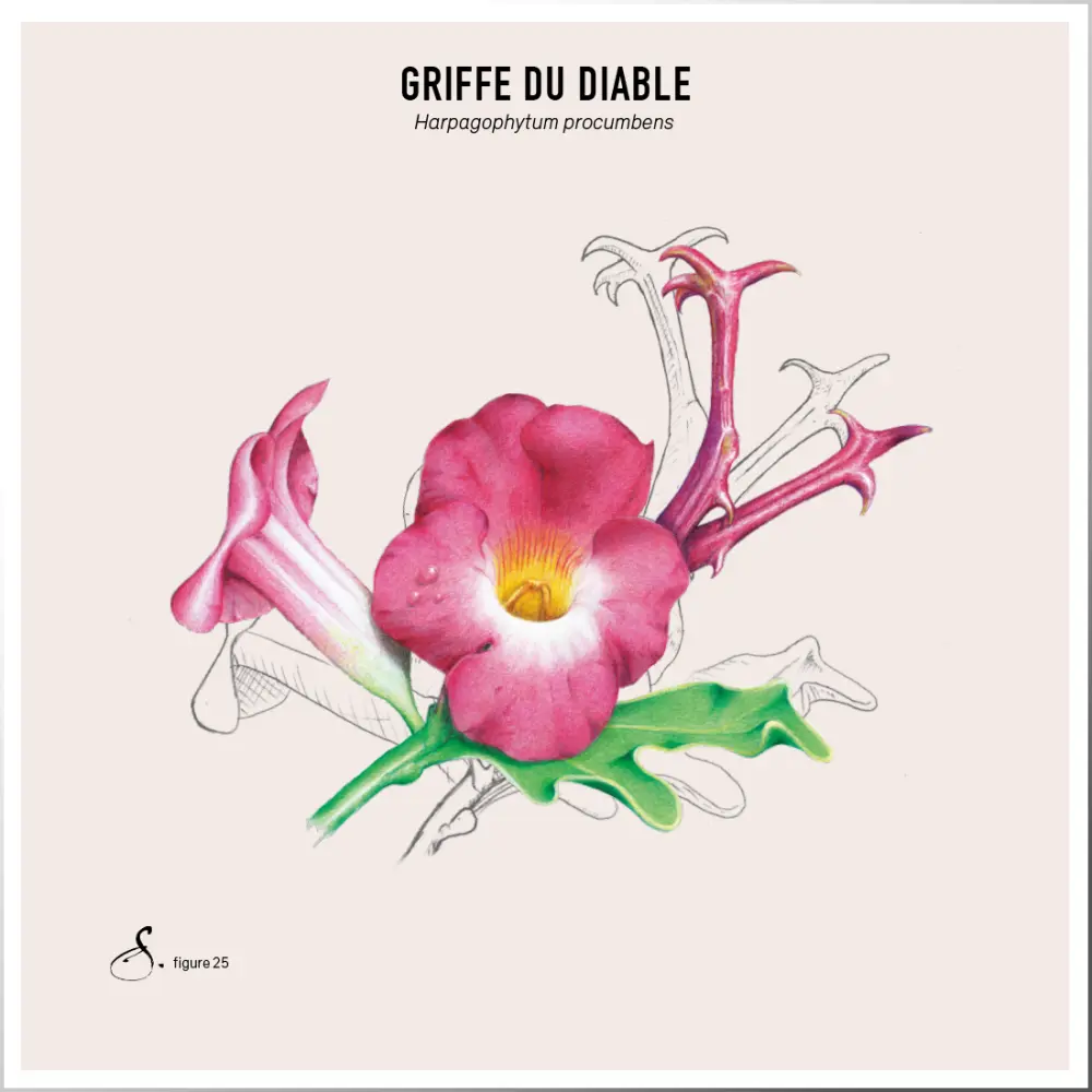 Harpagophytum_tableau