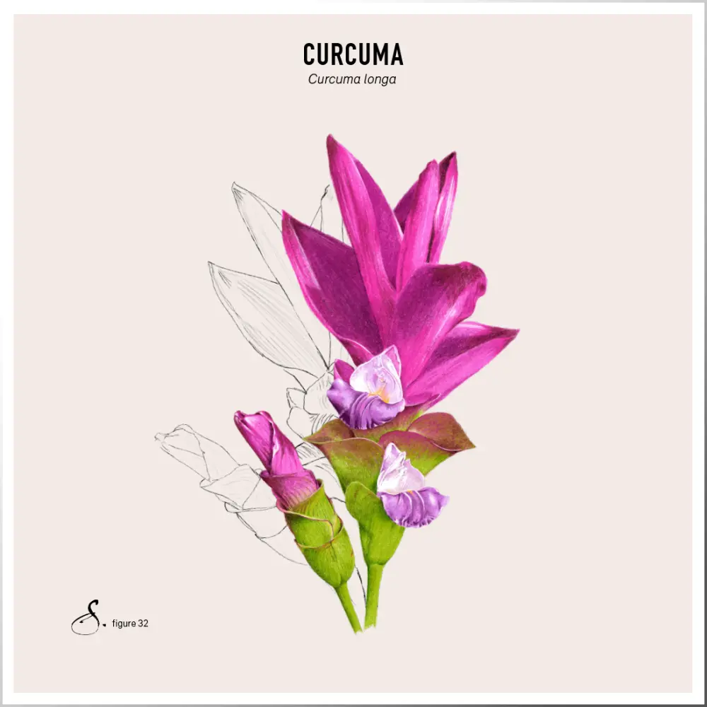 Curcuma&Piperine_tableau