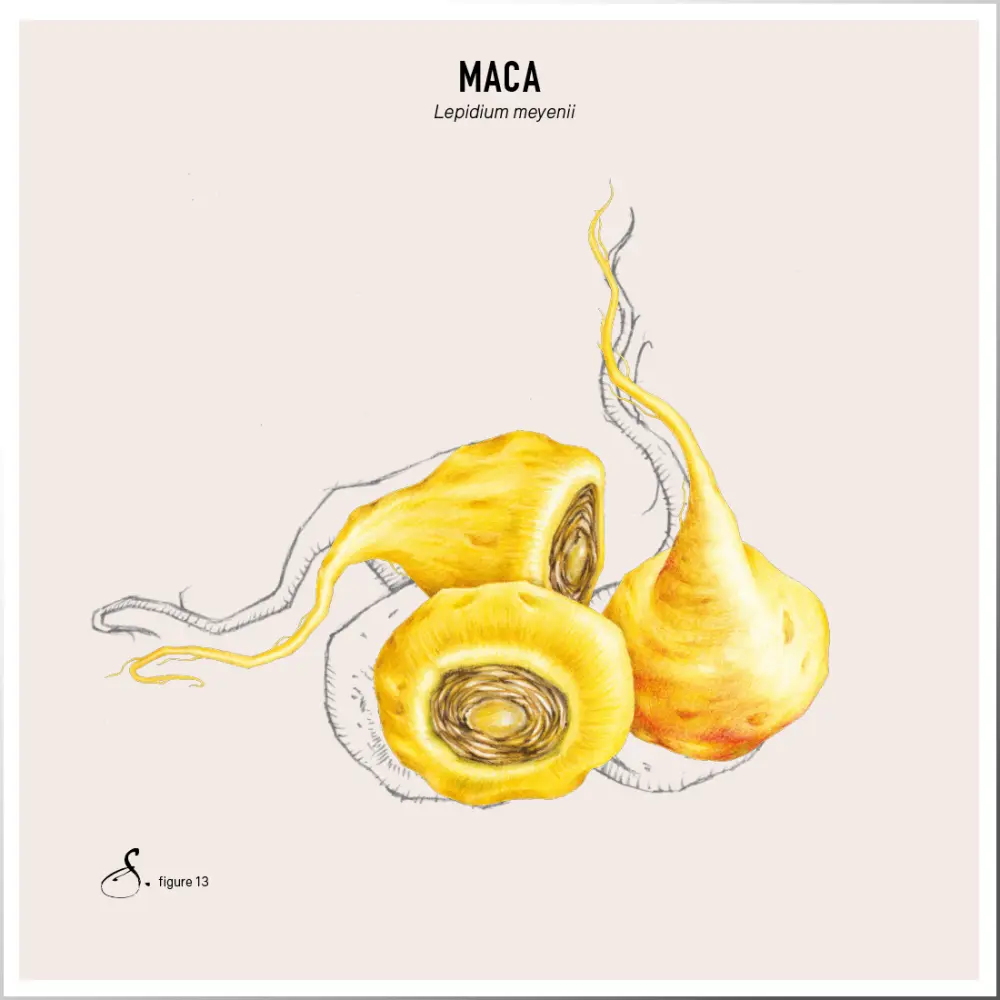 Maca_tableau